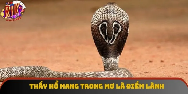 Thấy hổ mang trong mơ là điềm lành